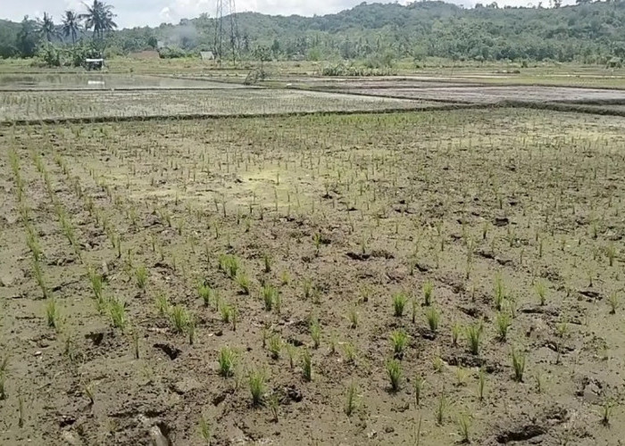 Petani Penggarap di Kota Banjar Berhak Dapat Pupuk Bersubsidi, Begini Cara Mendapatkannya....