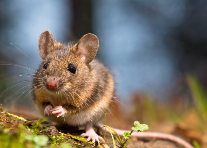 Jangan Anggap Sepele, Ini Bahaya Keberadaan Tikus di Rumah Bagi Kesehatan, Tikus Ternyata Bisa Sebarkan Virus