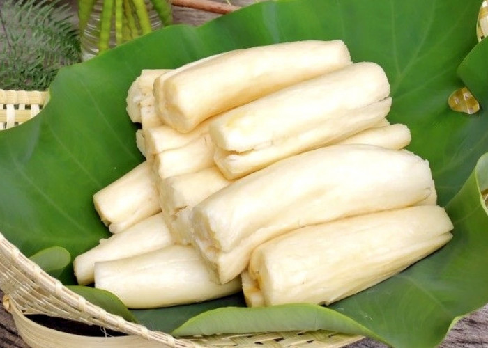 Dikenal Sebagai Makanan Kampung Inilah Deretan Fakta Medis Tape Singkong yang Jarang Disadari Orang