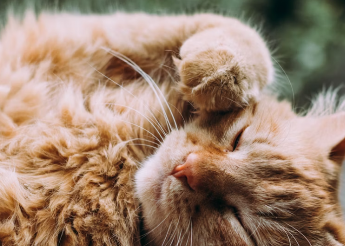 Penting Untuk Diketahui Majikan, Berikut Cara Grooming Kucing yang Benar