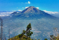 Eksotis dan Menantang! Keindahan Gunung Sindoro dari Lereng hingga Puncak