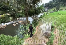 Hidden Gem Bogor 2026: Sensasi Menginap di Kampung Surga dengan Biaya Sukarela