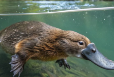 Bisa Banyak Hal Tapi Tidak Menonjol? Mungkin Kamu Mengalami Kutukan Platipus