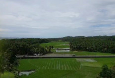 Bupati Dorong Pembangunan Bendung dan Tanggul dI Selatan, Libatkan Ahli Tanam Padi Varietas Tangguh 