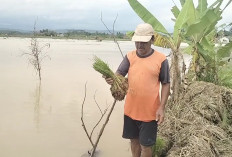 Petani Terdampak Banjir di Pulomajeti Tak Terima Ganti Rugi, Pihak Asuransi Tolak Klaim Kerugian