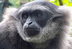 5 Fakta Unik Owa Jawa, Kera Setia Asli Pulau Jawa yang Mulai Langka