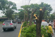 Antisipasi Cuaca Ekstrem, BPBD Kota Tasikmalaya Pangkas Pohon Berisiko Tumbang di Sejumlah Titik 