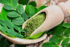 Ibu Menyusui Wajib Tahu! Ini Keunggulan Daun Kelor bagi Kesehatan dan ASI