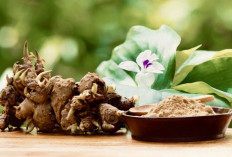 Jangan Remehin Kencur, Ini 5 Manfaat dan Cara Konsumsinya yang Jarang Orang Tahu