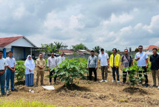 Unsil dan Pesantren Attajdid Kolaborasi Wujudkan Ketahanan Pangan Berbasis Sustainable Lifestyle