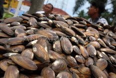 Resep Andalan: Cara Memasak Tumis Kijing Pedas Manis agar Tidak Amis dan Alot