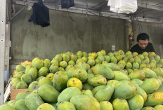 Mangga Gak Pernah Gagal Eksis, Dari Rujak Sampai Dessert Kekinian!