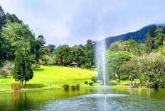 Panduan Wisata ke Taman Sakura Cibodas: Destinasi Favorit di Jantung Cianjur Tahun 2026