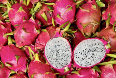 Buah Naga Ini Ternyata Rahasia Awet Muda dan Jantung Sehat yang Belum Banyak Orang Tahu