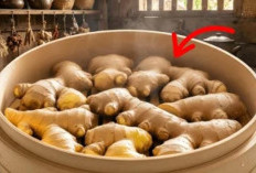 Bukan Direbus! Ternyata Begini Cara Mengolah Jahe Agar Khasiatnya Tidak Hilang 50%