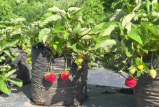 Update 2026: Bukit Strawberry Lembang, Wisata Edukasi Alam yang Menyegarkan di Bandung Barat