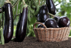 Jangan Kupas Kulit Terong Dulu! Ternyata Ini Bagian Paling Berharga yang Sering Dibuang