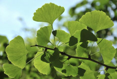 Ginkgo Biloba: Daun Kuno yang Katanya Bisa Bikin Otak Lebih Tajam, Tapi Beneran Nggak Sih?
