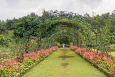 Update Wisata Garut 2026: Keindahan Taman Mawar yang Semakin Mempesona