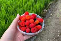 Tak Perlu Jauh ke Luar Negeri, Tasikmalaya punya Kebun Berry untuk Dipetik Sendiri