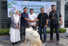 Komitmen Sosial Nyata, Kalbe Consumer Health Tasikmalaya Serahkan Hewan Kurban Menjelang Iduladha 1447 H