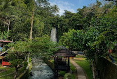 Update 2026: Curug Bangkong Kuningan Pesona Air Terjun Alami dengan Tiket Terjangkau
