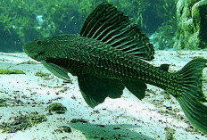 Kenapa Harus Dibasmi? Mengupas Alasan Ikan Sapu-Sapu Jadi Ancaman Serius bagi Sungai Kita