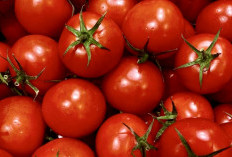 Stop Buang Biji Tomat! Simak Fakta Nutrisi Hebat di Balik Kesegaran Buahnya
