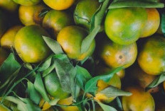 Menelusuri Jejak Manis Jeruk Keprok Garut, Sang Legenda dari Kota Intan