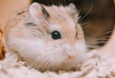 Panduan Untuk Pemula! Cara Mengurus Hamster Supaya Panjang Umur