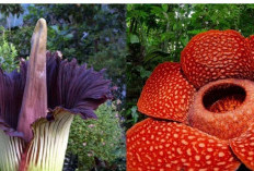 Keajaiban Flora: Mengenal Tanaman Endemik Indonesia yang Tidak Ditemukan di Belahan Bumi Manapun