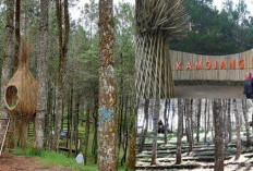 Wajah Baru Kamojang 2026: Fasilitas, Rute, dan Harga Tiket Terbaru