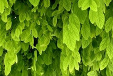 Daftar 7 Masalah Kesehatan yang Bisa Diredakan dengan Daun Kelor