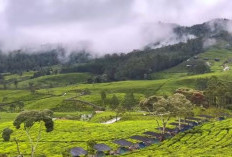 Bukan di Swiss, Ini Kiara Manuk: Tempat Camping Tengah Kebun Teh yang Bikin Gak Mau Pulang!