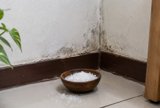 Garam di Sudut Rumah, Benarkah Bisa Menyerap Kelembapan?