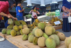 Anti Gagal! Rahasia Jitu Memilih Durian Legit Manis Langsung dari Lapak