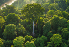 Ibu Kota Oksigen Dunia: Alasan Mengapa Paru-Paru Planet Bumi Bergantung pada Hutan Indonesia