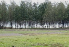 Update Harga Tiket Masuk Pantai Cemara Pangkalan 2026: Liburan Hemat di Tasikmalaya Selatan