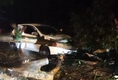 Pohon Tumbang Timpa Minibus Hingga Ringsek, Proses Evakuasi Pohon Sebabkan Kemacetan Panjang