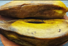 Penderita Maag dan GERD Wajib Tahu, Ini 8 Makanan Aman untuk Lambung