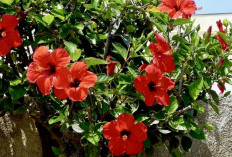 Dari Tekanan Darah Sampai Diet, Ini Manfaat Teh Hibiscus yang Jarang Dibahas