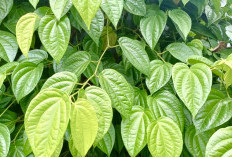 Daun Sirih Ternyata Nggak Cuma Buat Kebersihan Area Wanita, Ini 10 Khasiatnya!