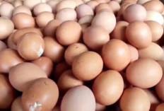 Jelang Nataru, Harga Telur Ayam Tembus Rp 33 Ribu, Kenaikan Harga Diprediksi Hingga Akhir Tahun