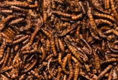 Budidaya Maggot: Solusi untuk Limbah Organik Rumah Tangga