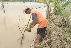 Sawah Milik Para Petani di Pulomajeti Kota Banjar Terendam Banjir, Bibit Padi Terbawa Arus