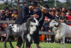 Ke Unikan Domba Garut : Si Tangguh dari Tanah Pasundan