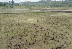 Petani Penggarap di Kota Banjar Berhak Dapat Pupuk Bersubsidi, Begini Cara Mendapatkannya....