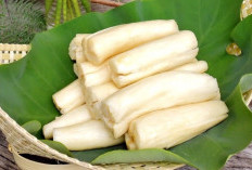 Dikenal Sebagai Makanan Kampung Inilah Deretan Fakta Medis Tape Singkong yang Jarang Disadari Orang