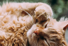 Penting Untuk Diketahui Majikan, Berikut Cara Grooming Kucing yang Benar