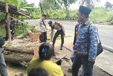Penebangan Pohon di Jalan Nasional Kewenangan Bina Marga, Pemdes Klaim Telah Berkirim Surat Ke Dinas LH